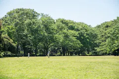 砧公園