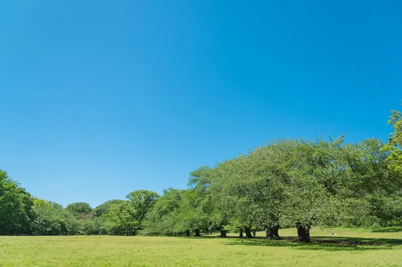 砧公園