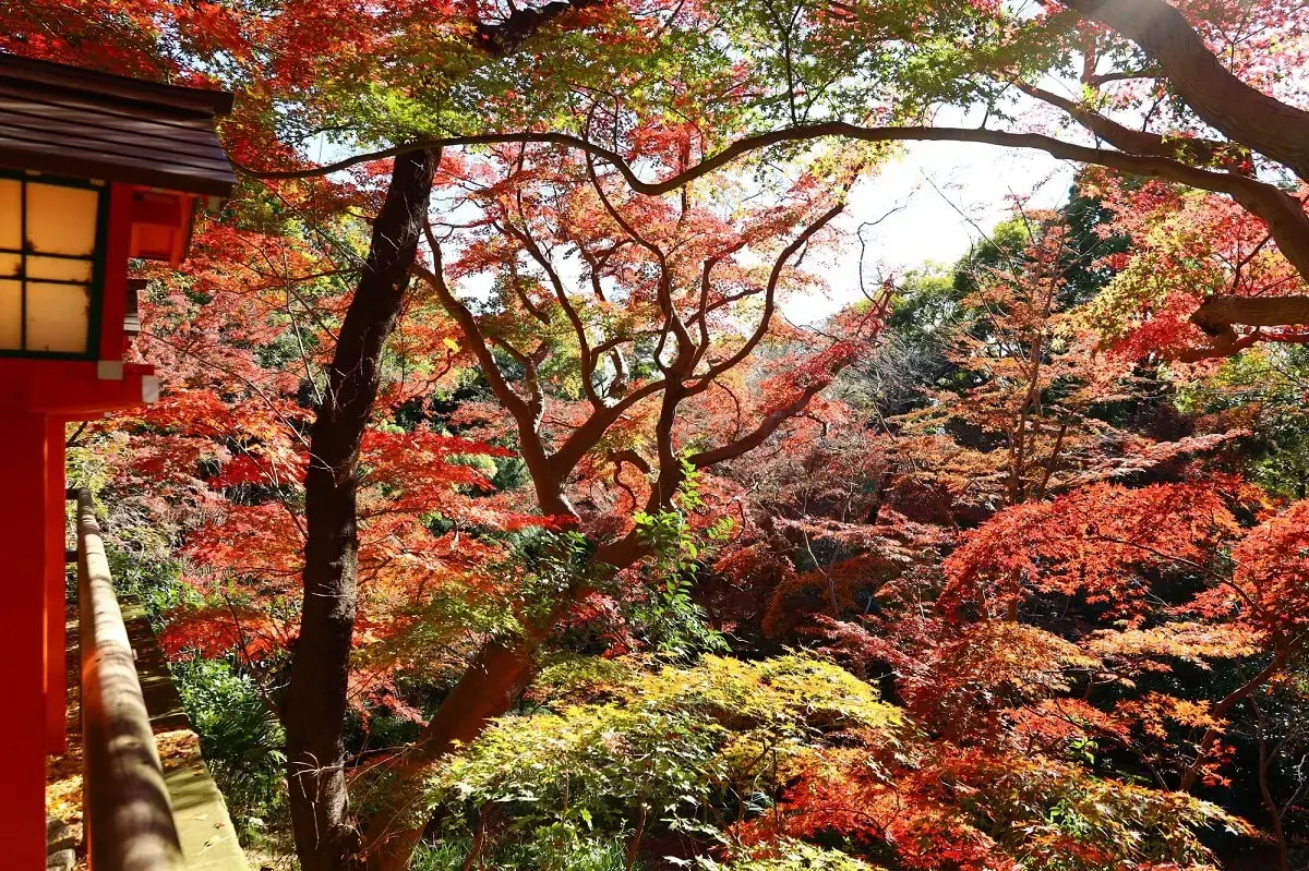 等々力渓谷（写真 3）