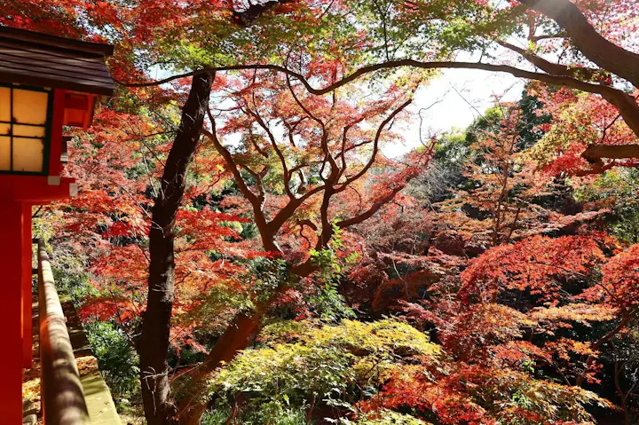 秋の紅葉が美しい！