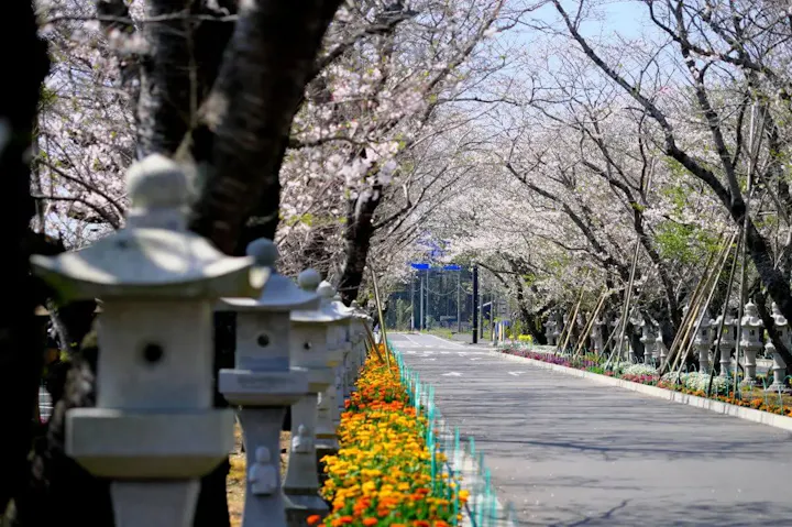 桜トンネルが美しいロマンチックな平和公園