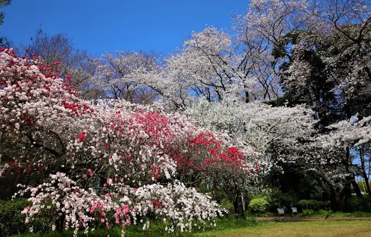 砧公園の桜