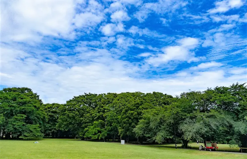 砧公園の桜