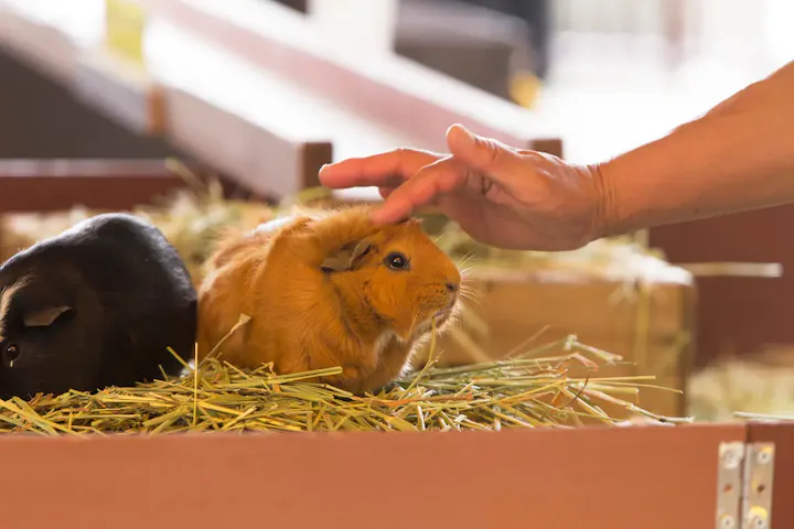 動物園のふれあい体験で癒される