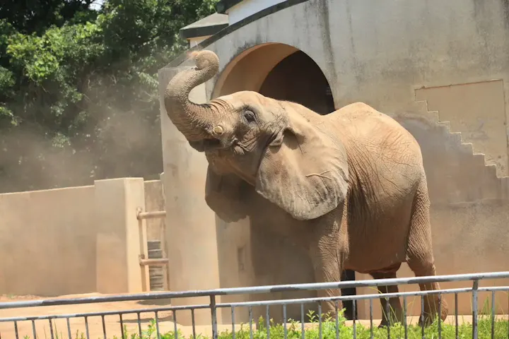 動物達とのふれあいを楽しむ