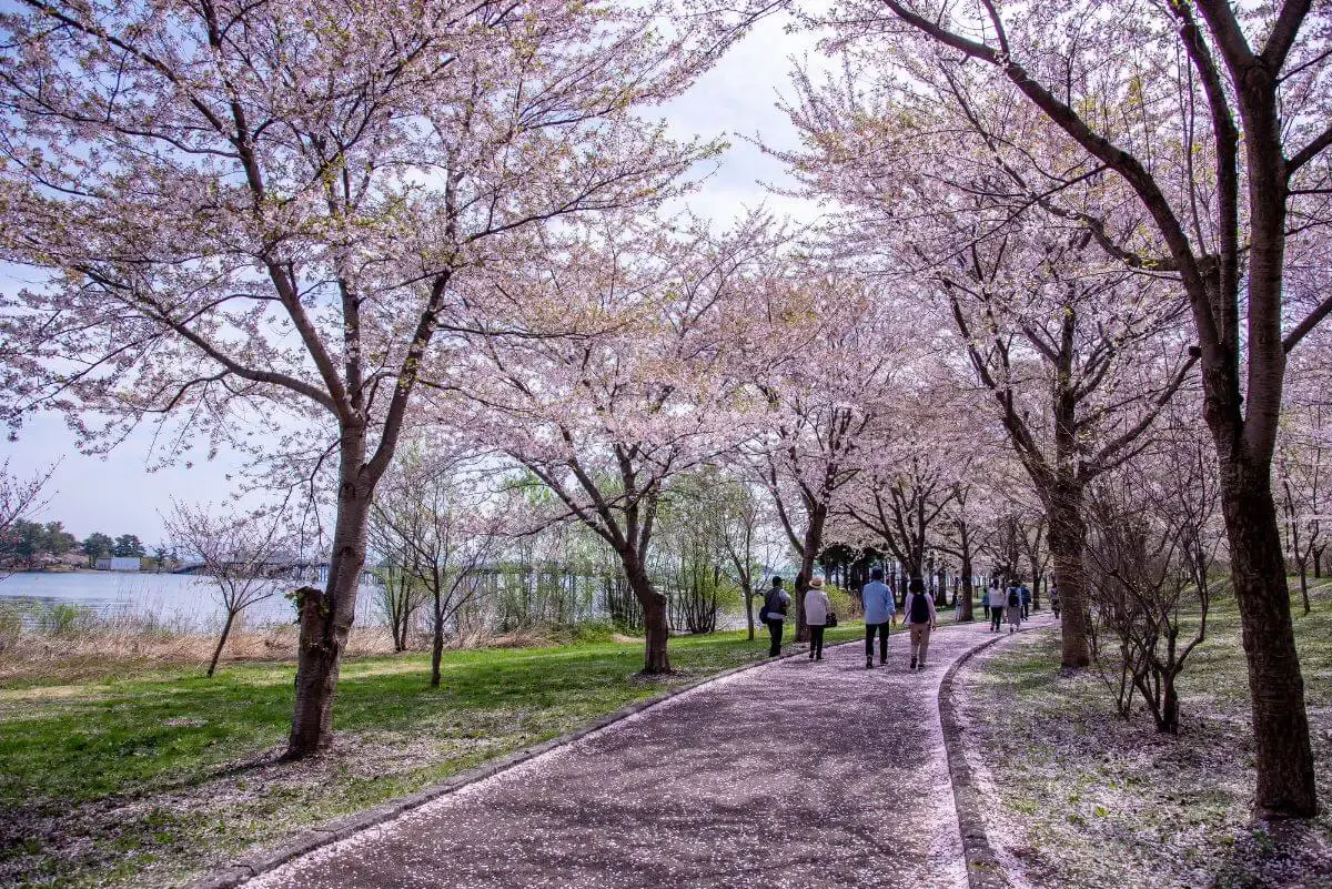 鶴の舞橋(写真 6)