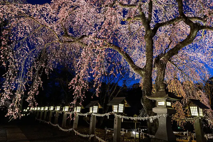 紅しだれ桜が美しく咲き誇る