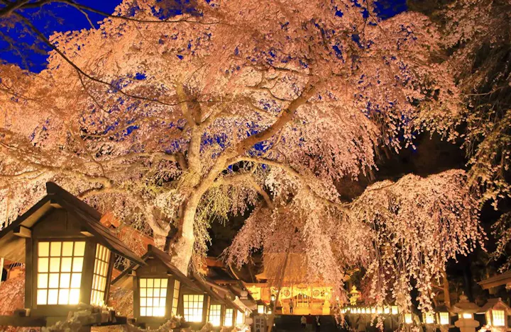 境内にある「楽翁桜」は必見！