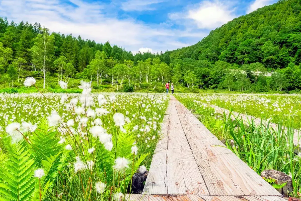 田ノ原湿原（写真 4）