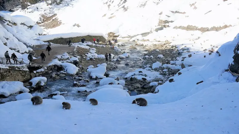 地獄谷野猿公苑
