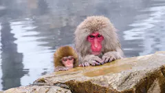 地獄谷野猿公苑