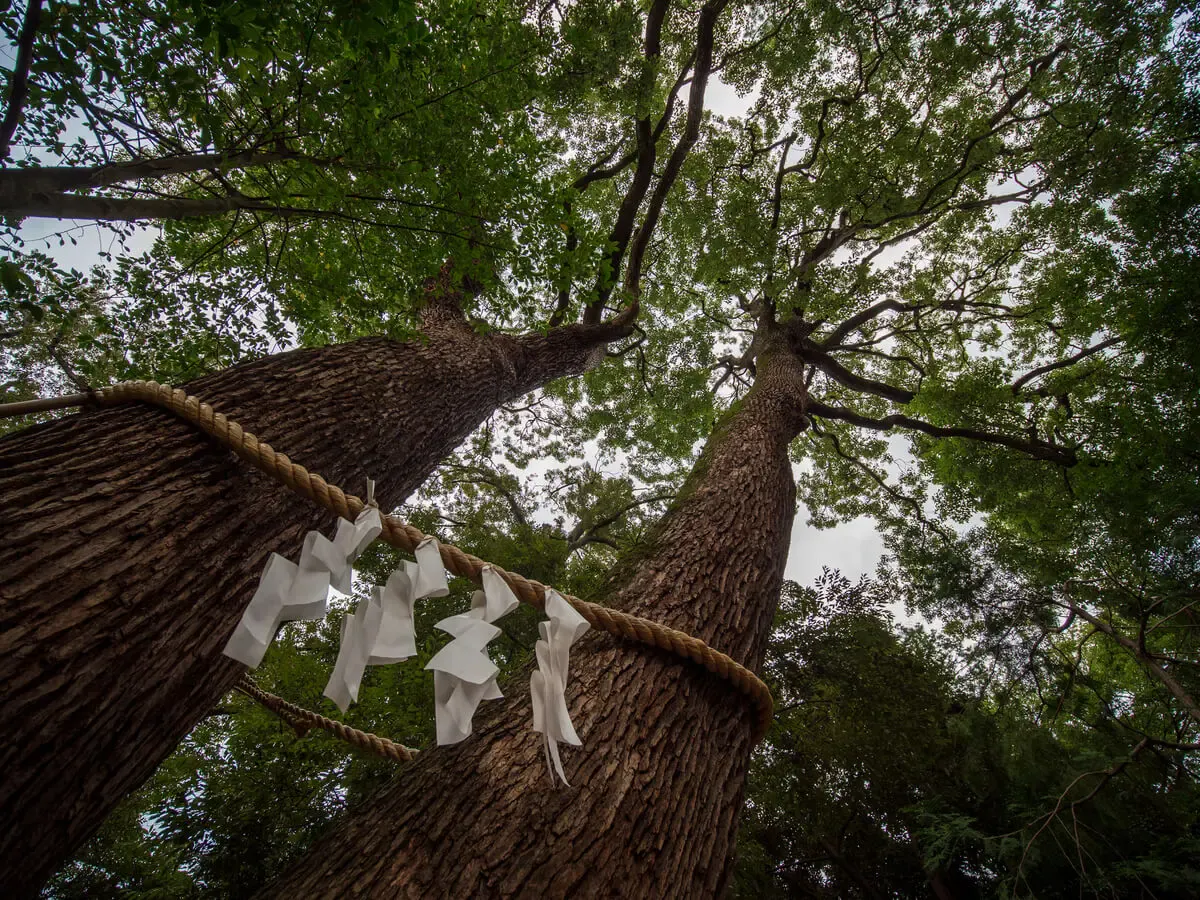 武蔵一宮氷川神社（写真 6）