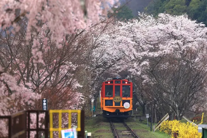 桜のトンネルをトロッコ列車で駆け抜ける