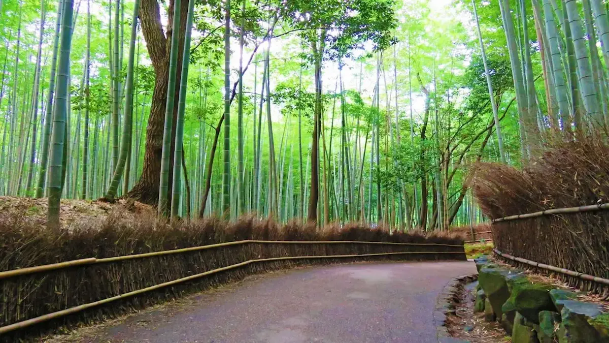 嵐山 竹林の小径(写真 3)
