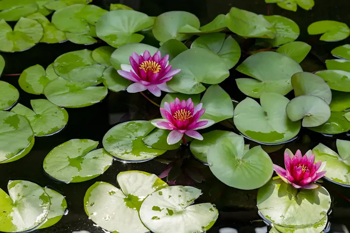 美術館横の池に咲くクロード・モネの睡蓮