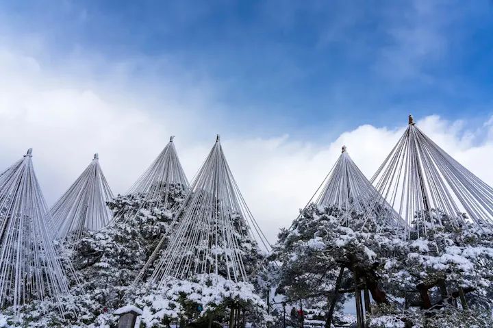 金沢の冬の風物詩、雪吊り