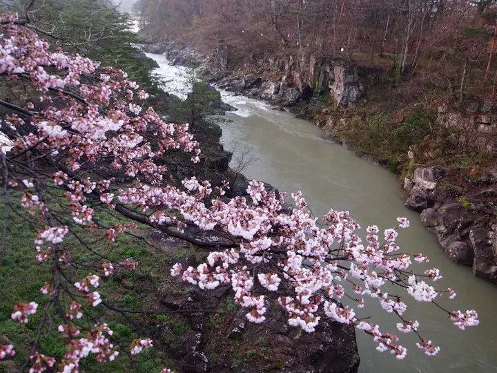 美しい桜並木を楽しもう