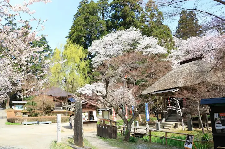 桜の名所!中尊寺の桜を楽しむ