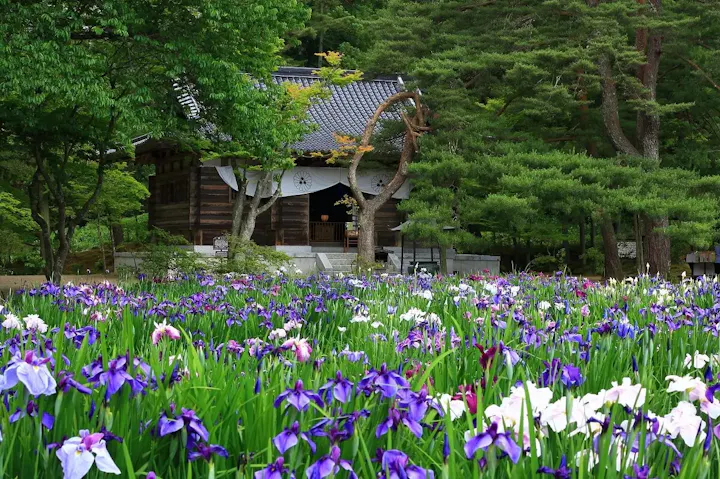 6月に見頃を迎える花菖蒲園