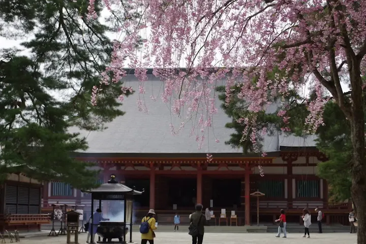 春に訪れたい!毛越寺の桜