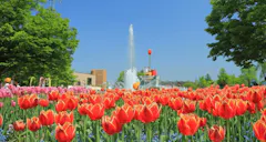 砺波チューリップ公園