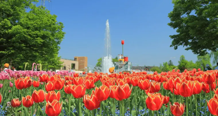 砺波チューリップ公園