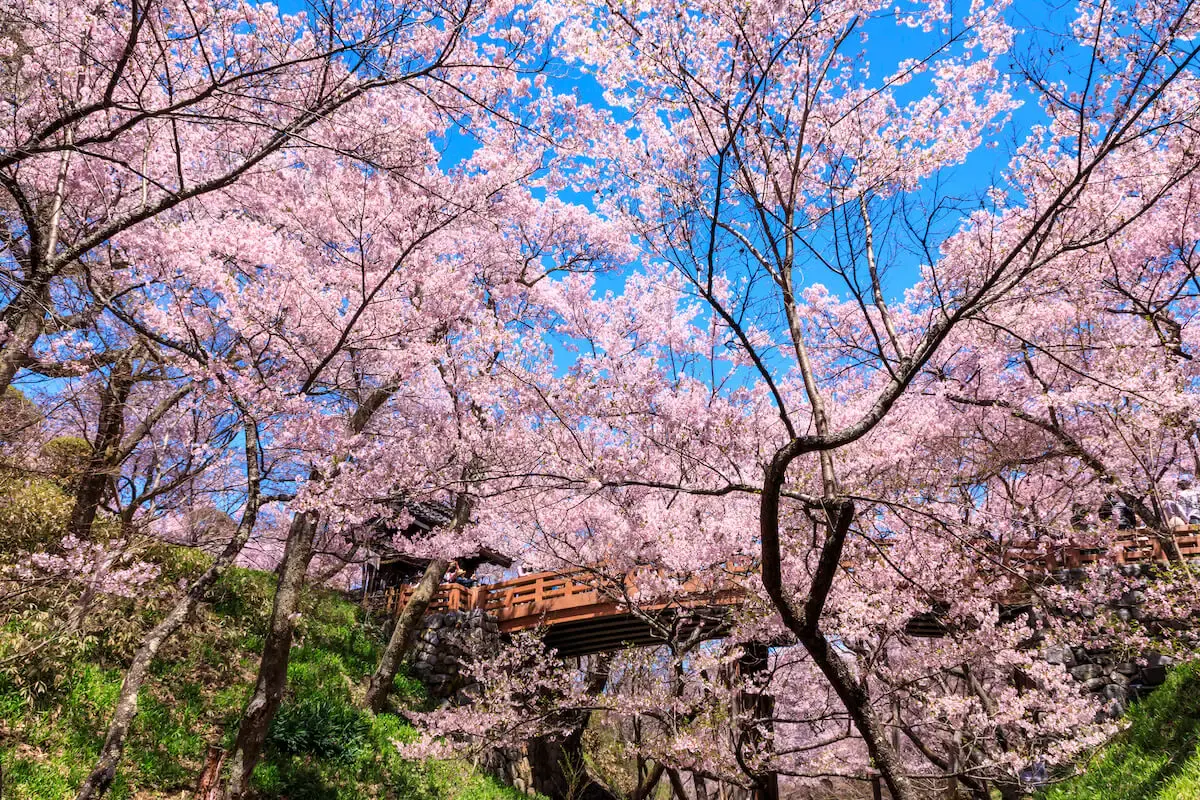 高遠城址公園（写真 2）