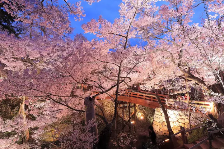 天下第一の桜を満喫する「さくら祭り」