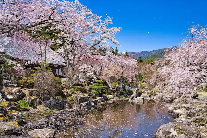 樹齢数百年のしだれ桜