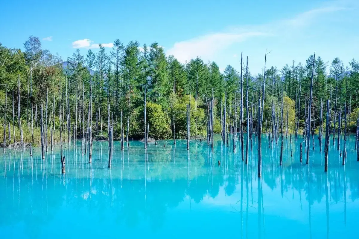 青い池(写真 4)