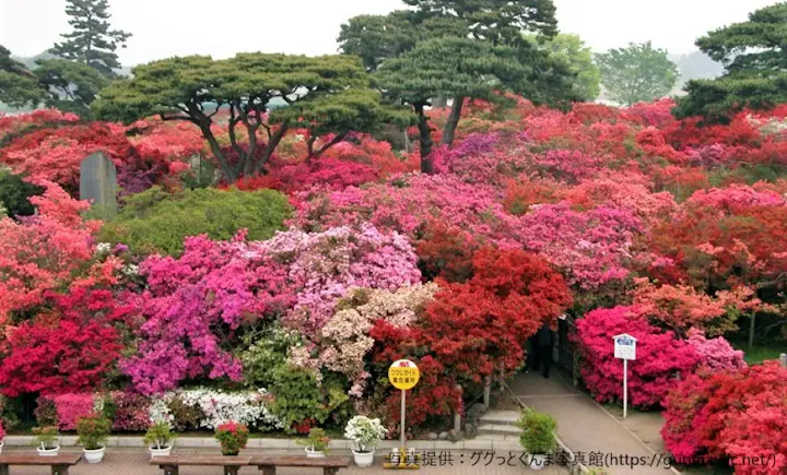 約10000本のつつじを見られる公園！