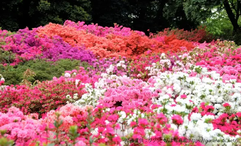 県立つつじが岡公園
