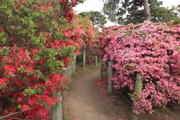 県立つつじが岡公園