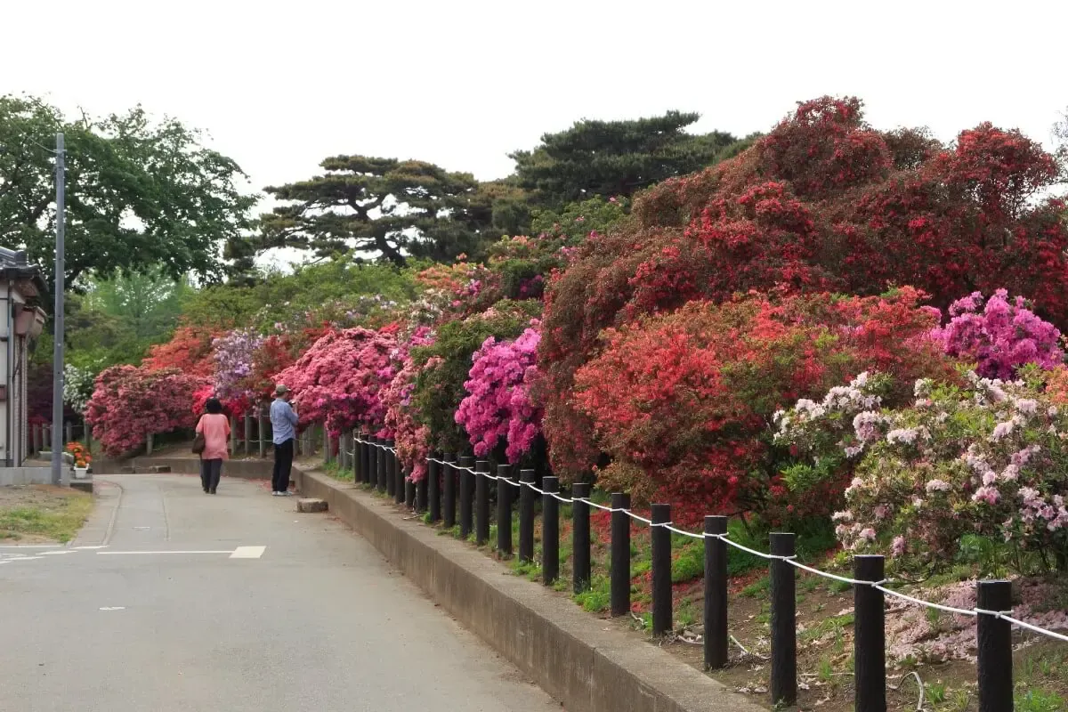 県立つつじが岡公園（写真 2）