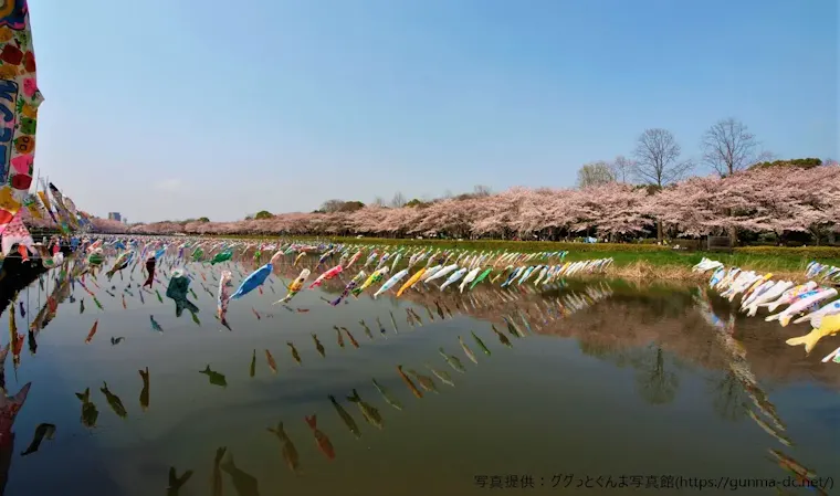 鶴生田川のさくら