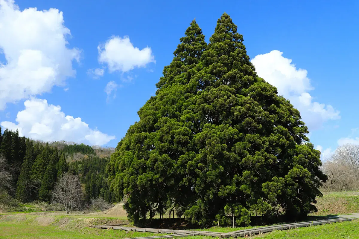 小杉の大杉