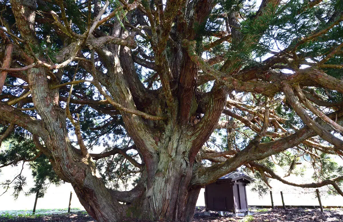 小杉の大杉(写真 2)