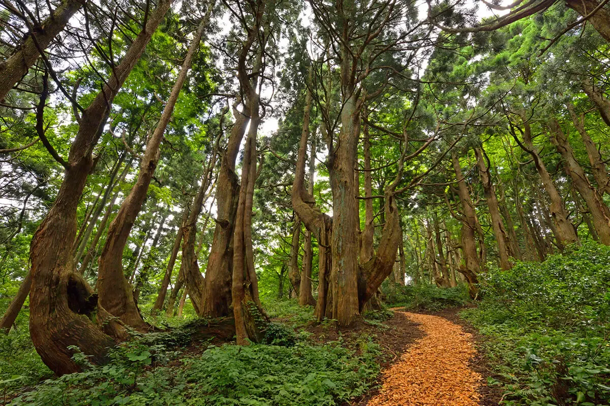 幻想の森