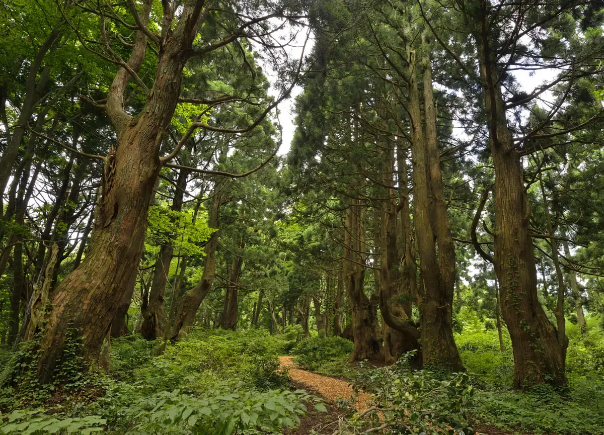 幻想の森(写真 3)