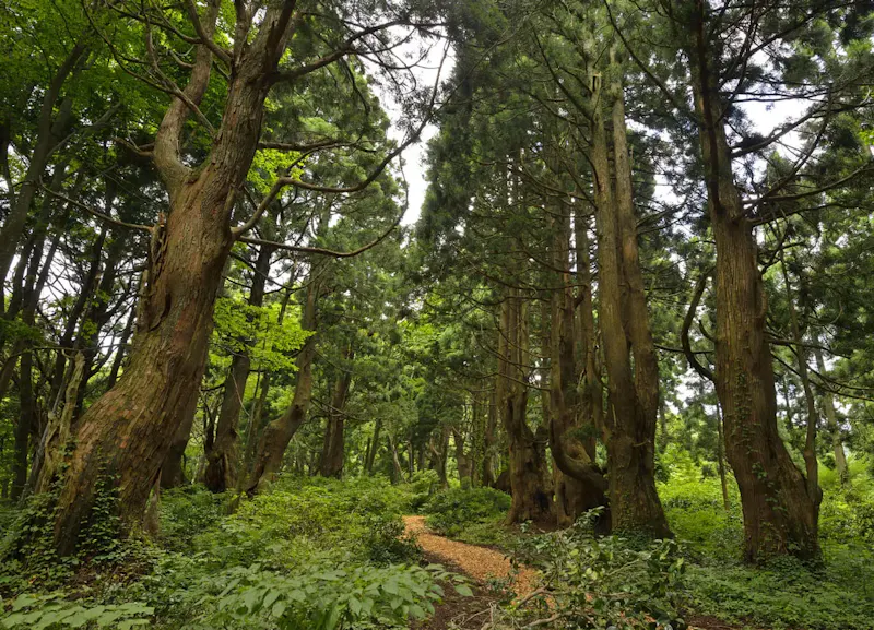 幻想の森