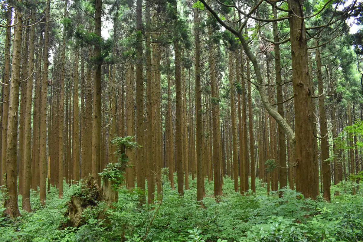 幻想の森(写真 4)