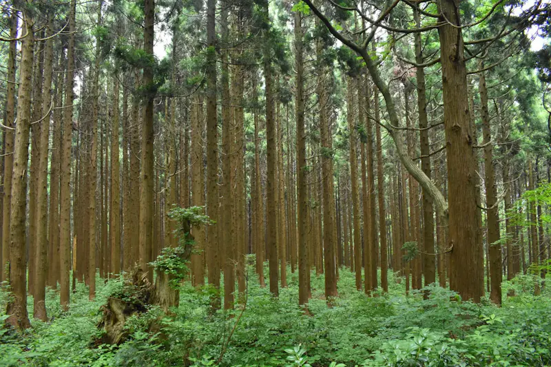 幻想の森