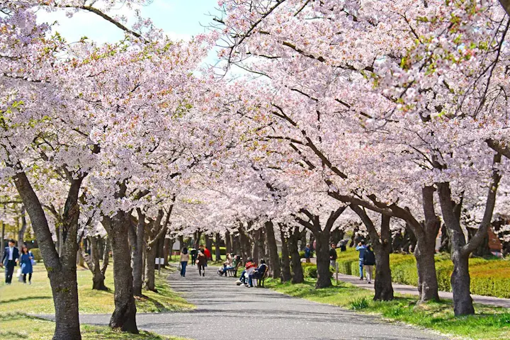 1,300本もの桜が咲き乱れる!