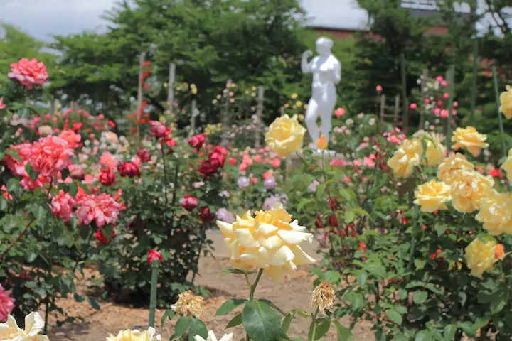春と秋にはバラ園が開園!
