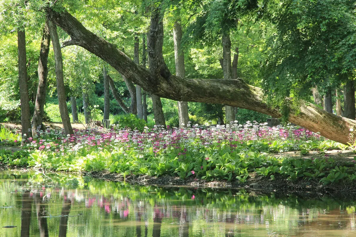 四季の里　緑水苑（写真 2）