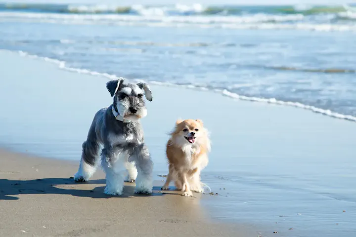 愛犬との楽しい浜辺体験