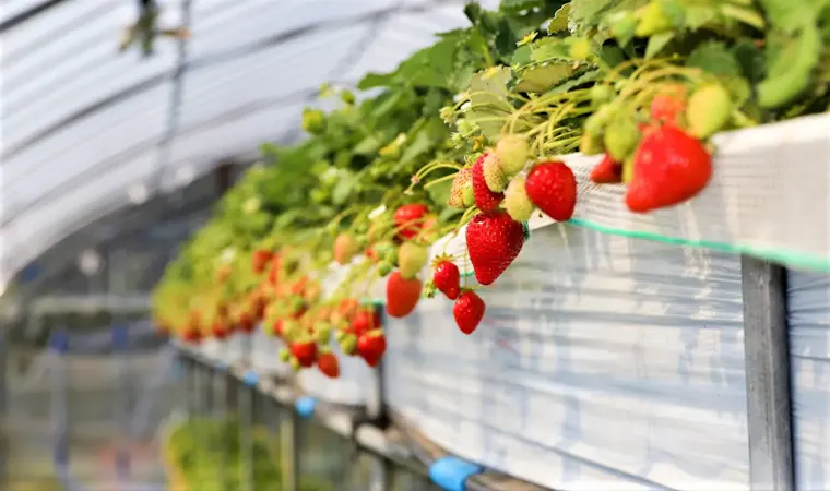 小山ファーム