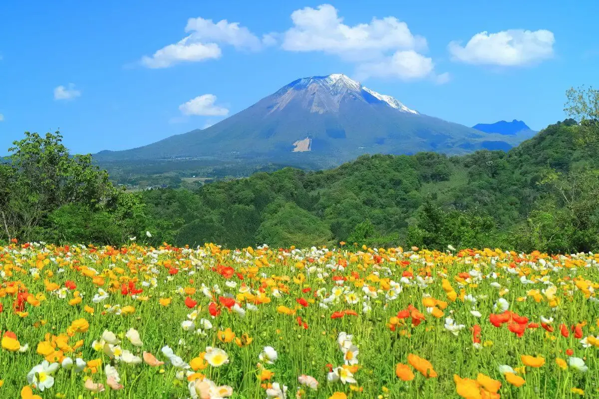 鳥取県立フラワーパークとっとり花回廊（写真 5）