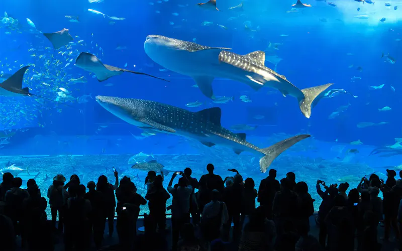 沖縄美ら海水族館