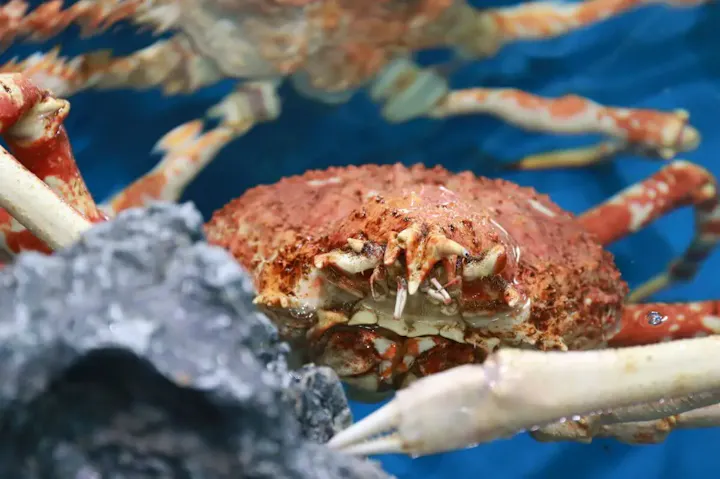 深海生物の展示が100種類以上で日本一!